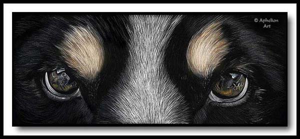 Moment Of Reflection - Scratchboard Border Collie