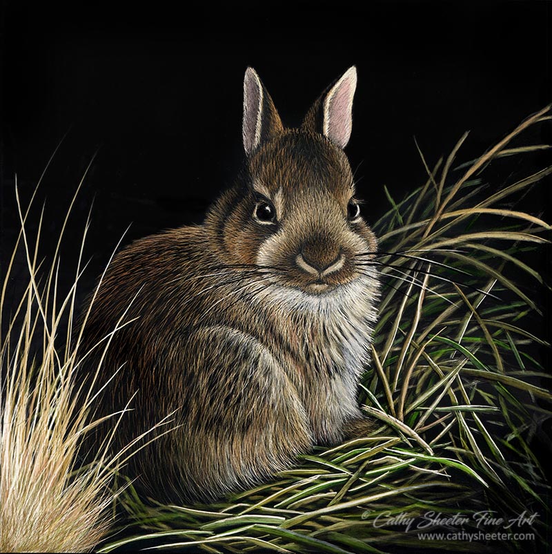 Baby Buns - Scratchboard