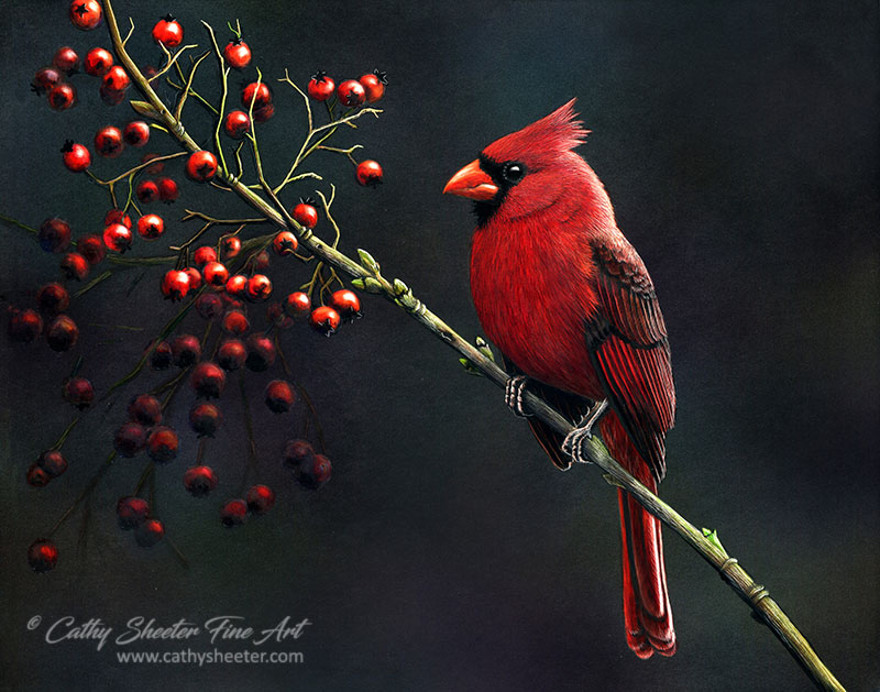 Northern Cardinal - Scratchboard