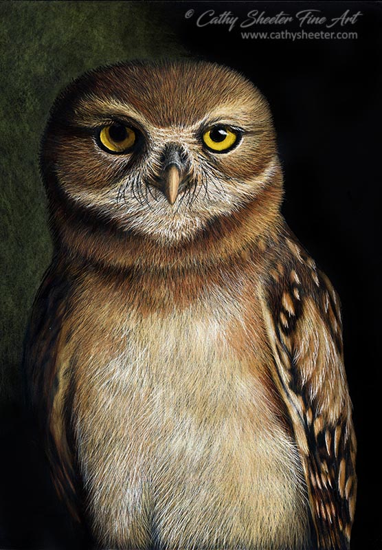 Burrowing Owl - Scratchboard