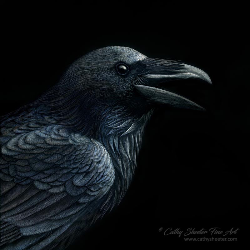 Raven - Scratchboard