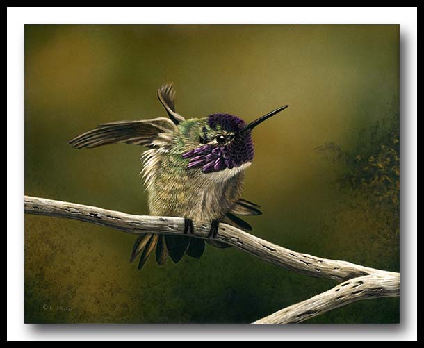 Costa's Hummingbird - Scratchboard and Ink /></a><br />
	
	<p> </p>
	</td>
    <td width=