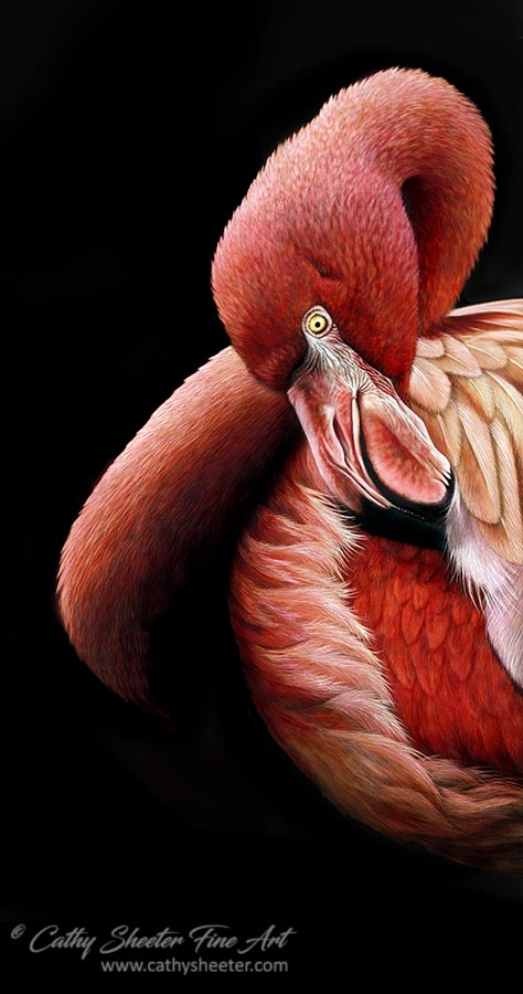 Flamingo - Scratchboard