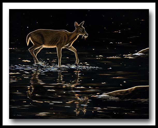 White-tailed Deer - Scratchboard Art