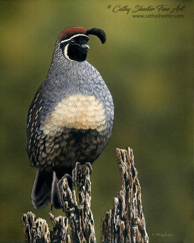 Quail - Scratchboard