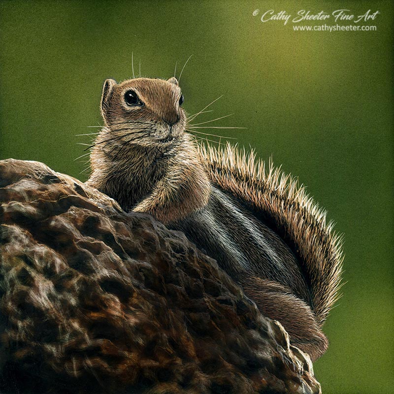 Ground Squirrel - Scratchboard