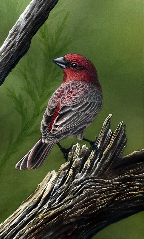 House Finch - Scratchboard