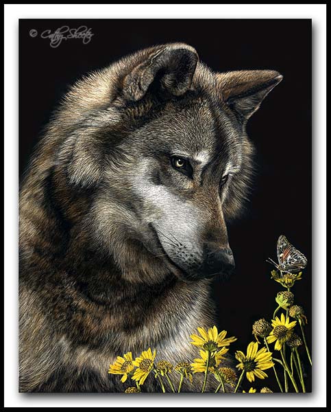 The Naturalist- Gray wolf Scratchboard