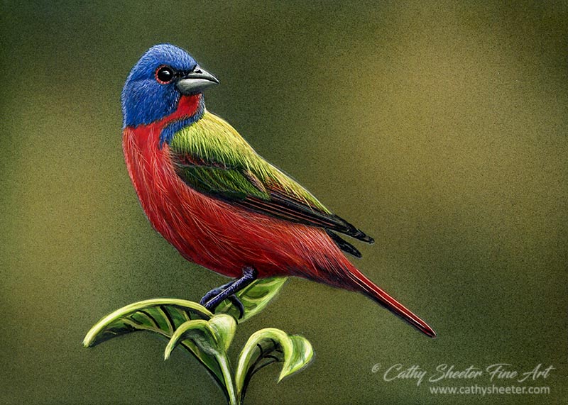 Painted Bunting - Scratchboard