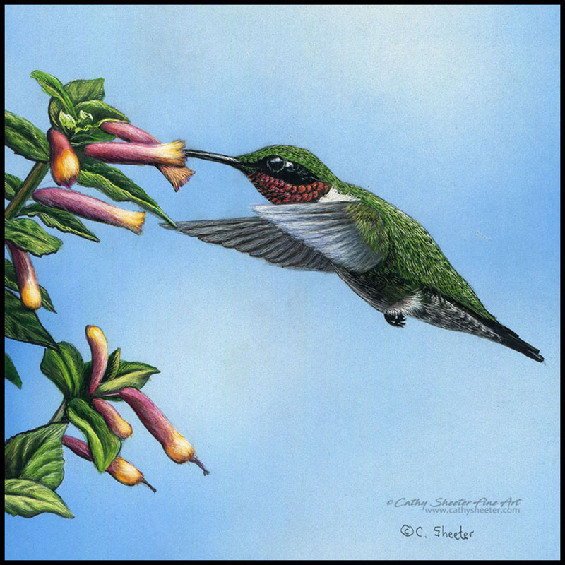 Ruby-throated Hummingbird - Scratchboard Hummingbird
