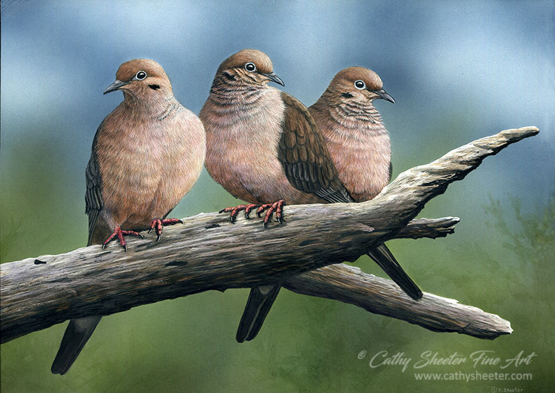 Mourning Dove - Scratchboard