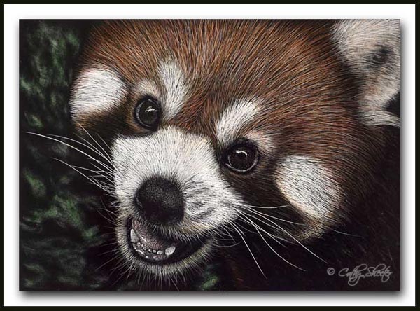All Smiles - Red Panda Scratchboard and Ink