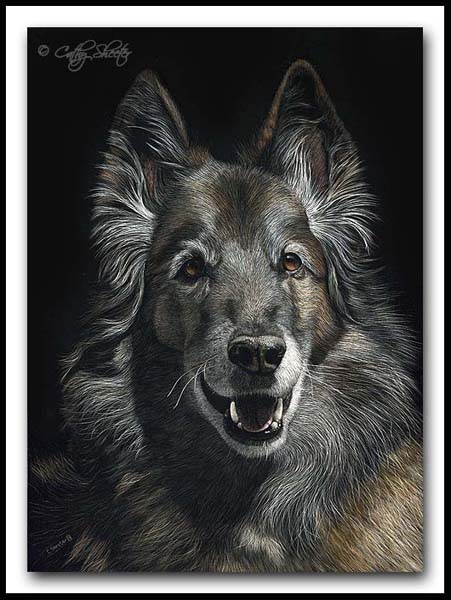 Alysse - Belgian Tervuren Scratchboard