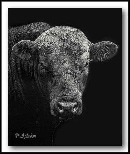 Angus Bull - Scratchboard Art