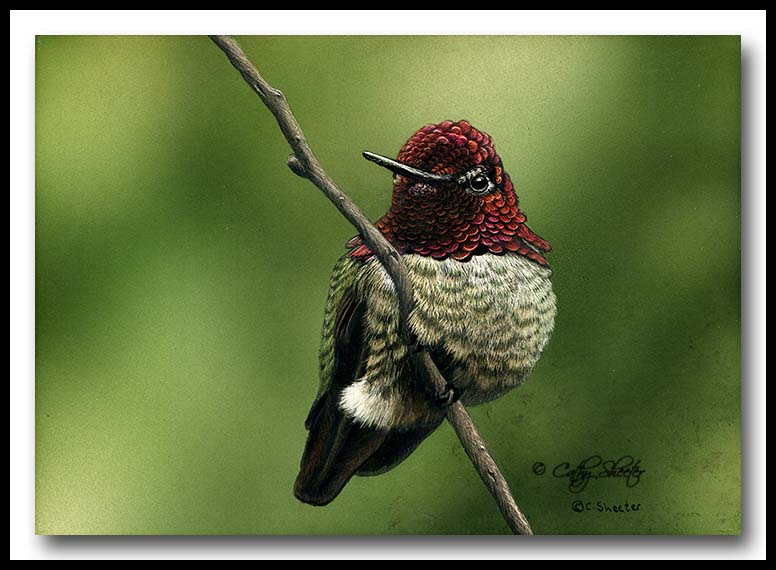 The Scratchboard Art of Cathy Sheeter