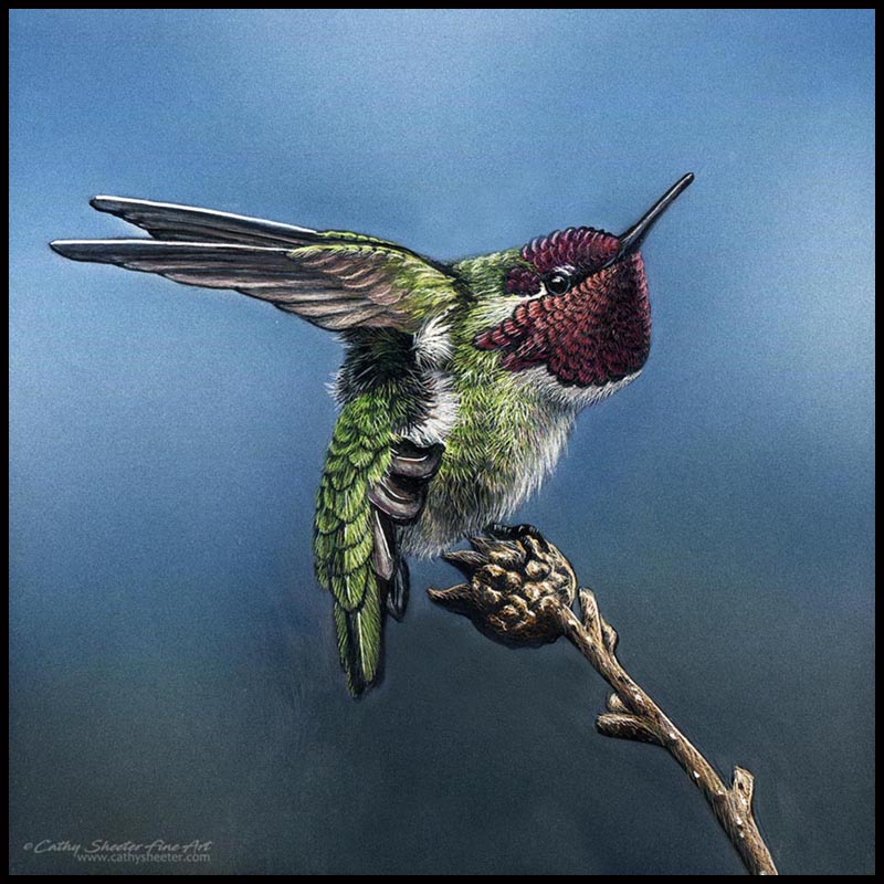 Anna's Hummingbird - Scratchboard Hummingbird