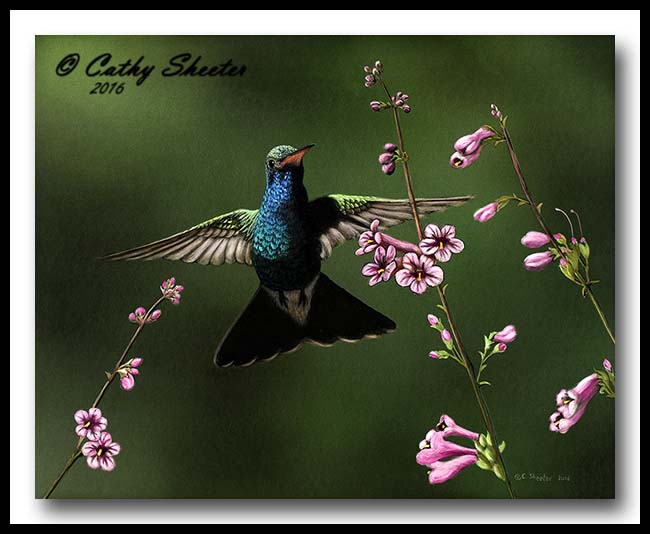 Arizona Jewel - Scratchboard Broad-billed Hummingbird