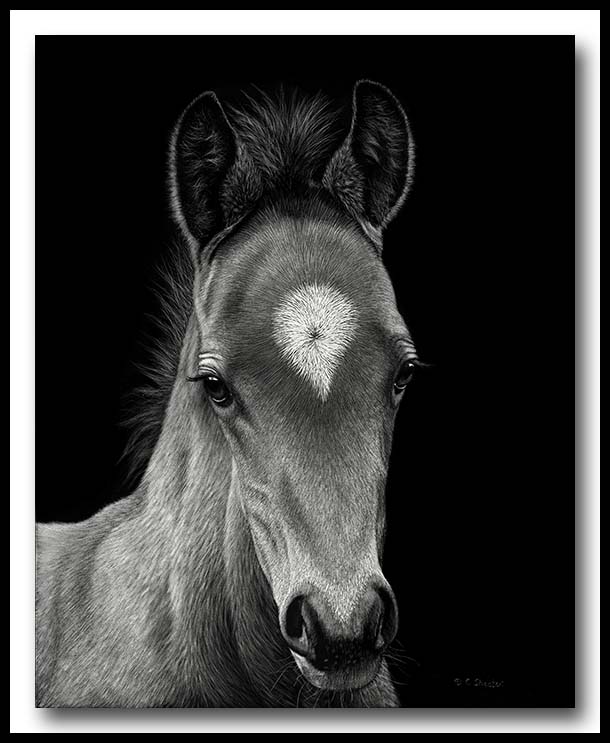 Horse foal - Scratchboard/></a><br />
	
	<p> </p>
	</td>
    <td width=