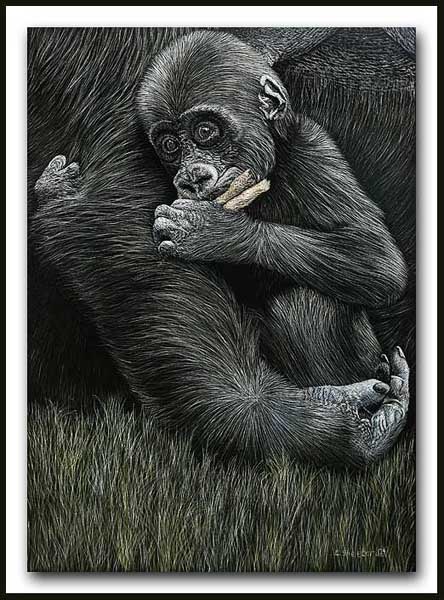 Mother's Comfort - Gorilla Scratchboard