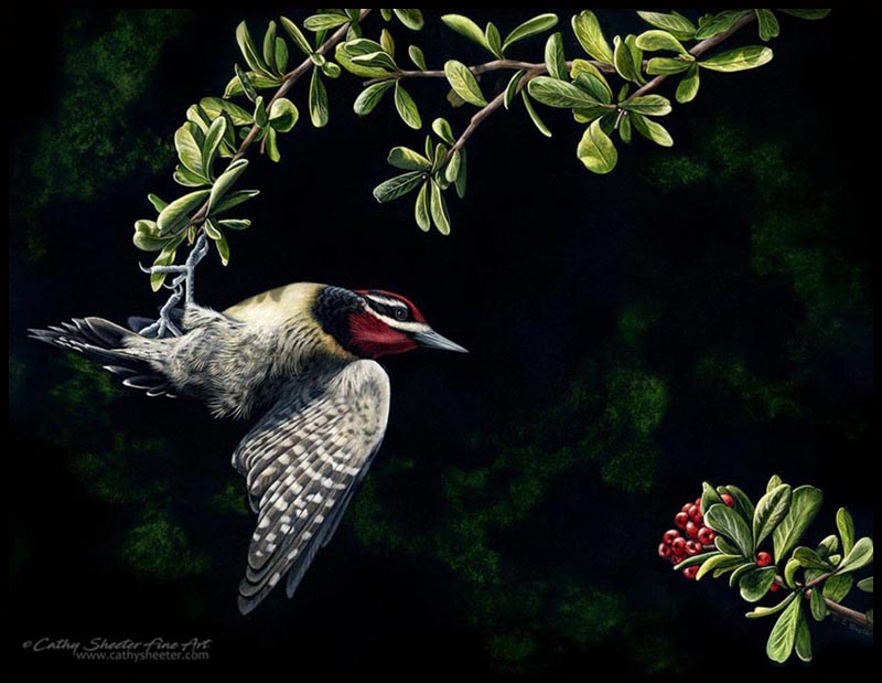 A Berry Good Day - Scratchboard Sapsucker