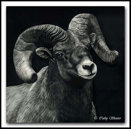 Bighorn Sheep Ram Portrait - Scratchboard