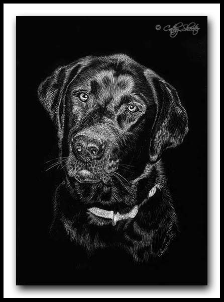 Mac - Labrador Retriever Scratchbaord