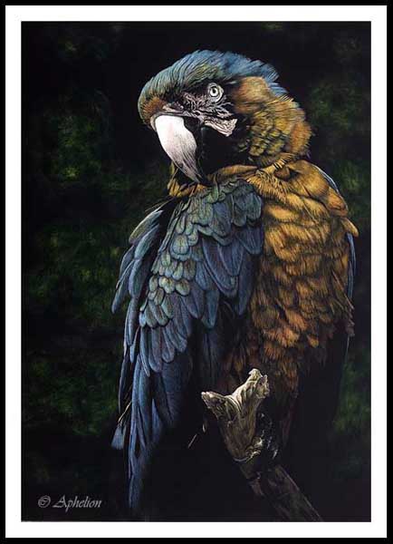 Blue And Gold - Catalina Macaw Scratchboard