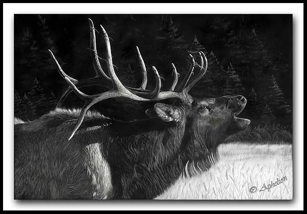 The Challenger - Elk Scratchboard