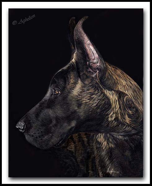 Charisma - Great Dane Scratchboard