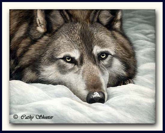 Cold Front - Gray Wolf Scratchboard Art