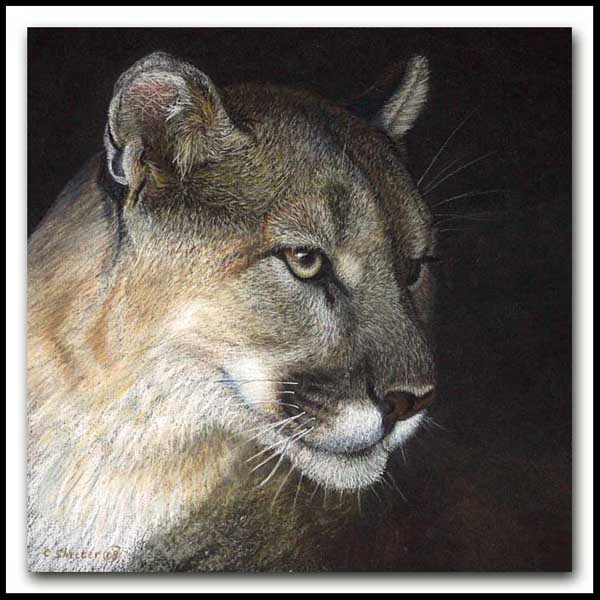 Watchful - Pastel Cougar