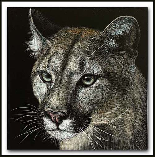 Cougar Portrait - Scratchboard