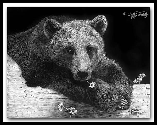 Pickin' Daisies - Scratchboard Brown Bear