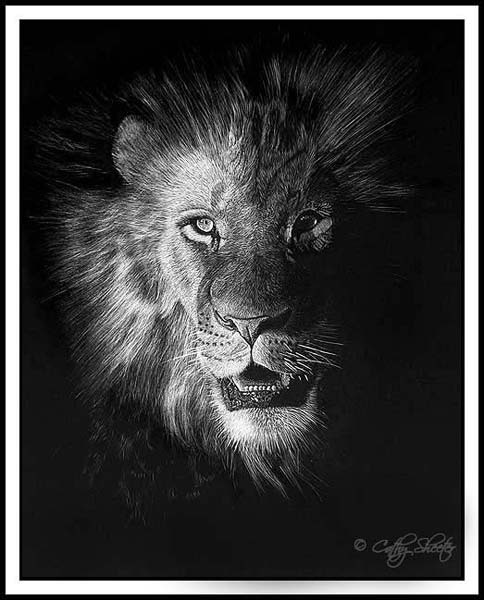 Out Of The Dark Lion Scratchboard
