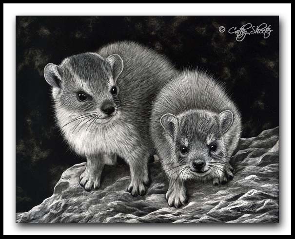 "Dassie Lassies" - Rock Hyrax Scratchboard