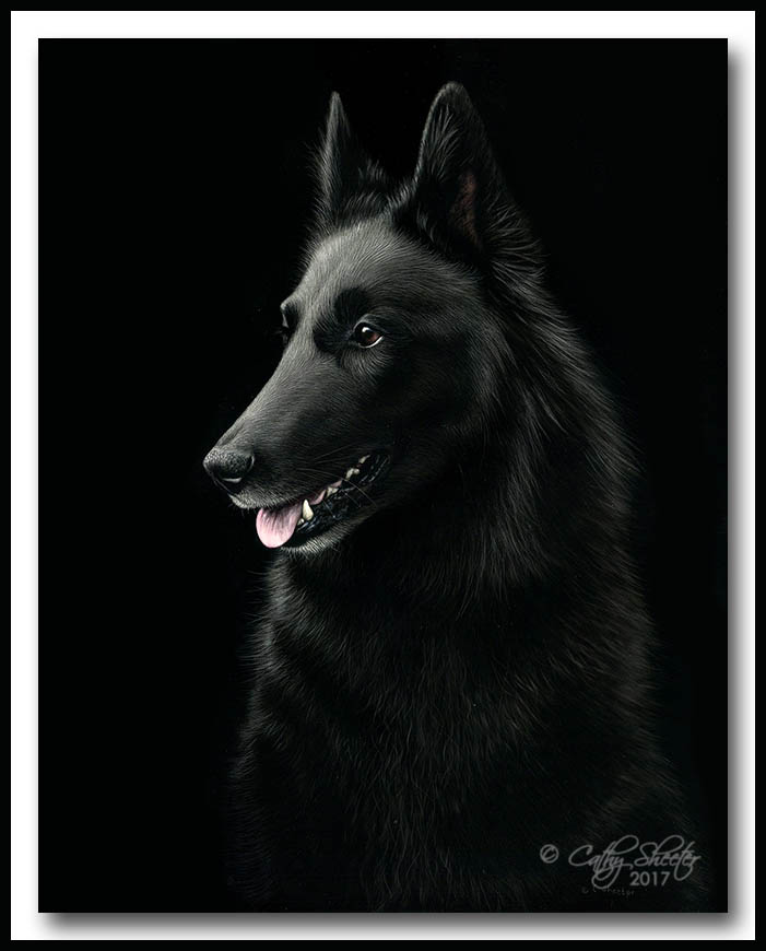 Devon - Scratchboard Belgian Sheepdog