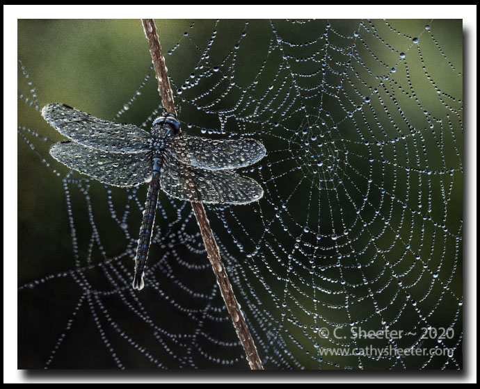 Dew Drop Inn - Scratchboard Art