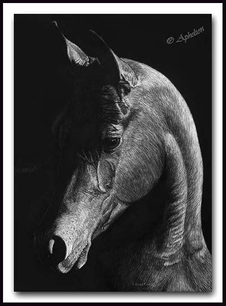 Dignity - Arabian Scratchboard Horse