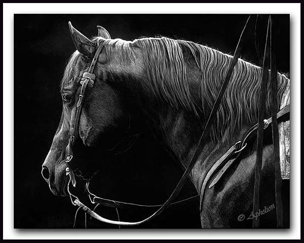 Distant Gaze - Scratchboard Horse