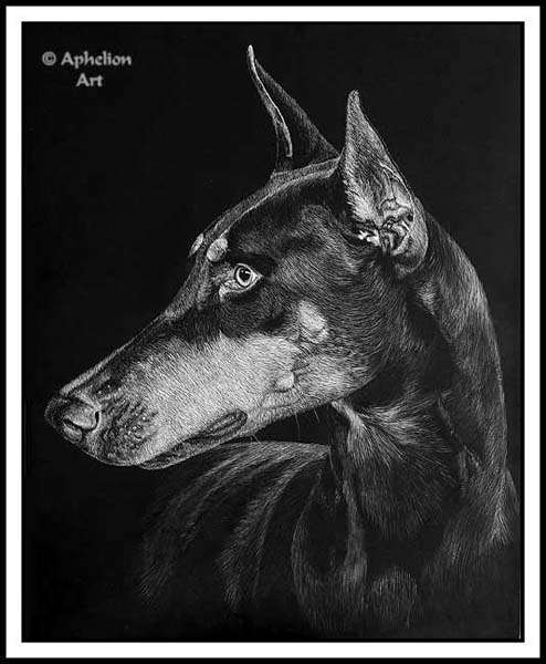 Doberman Pincer Scratchboard