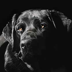 Dog and Cat Art