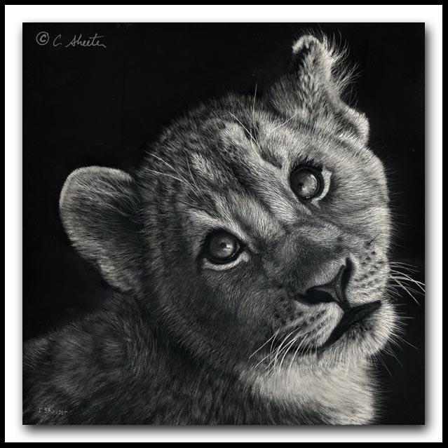 Dreaming Big- African Lion Cub Scratchboard and Ink