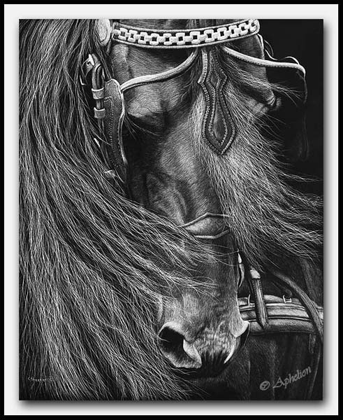 A Driving Force - Scratchboard Friesian Horse