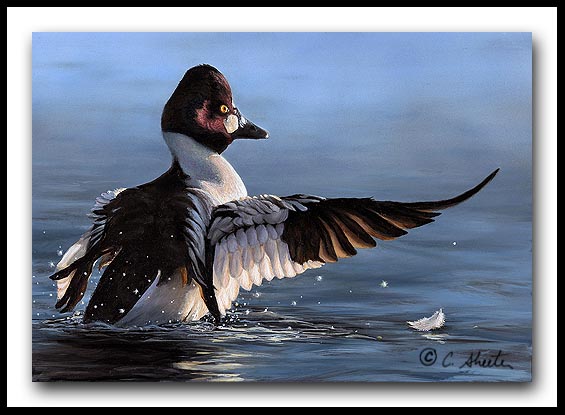 Wing Flap - Oil Painting Goldeye