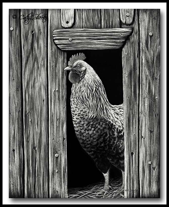 Feeling Cocky - Scratchboard