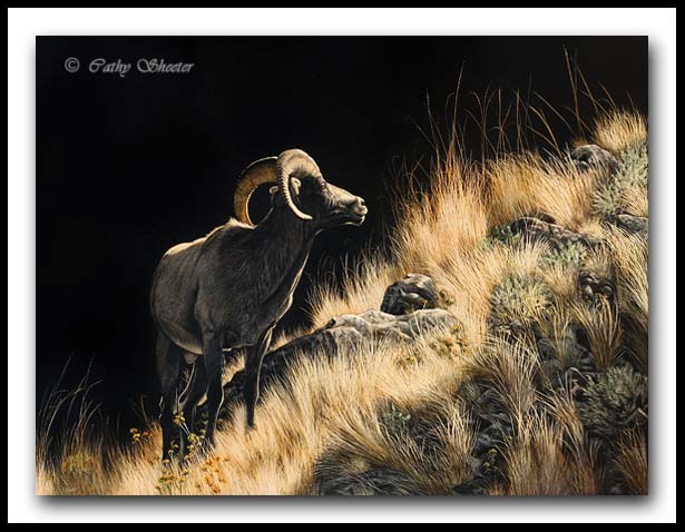 Feeling Inclined - Bighorn Sheep Scratchboard Art