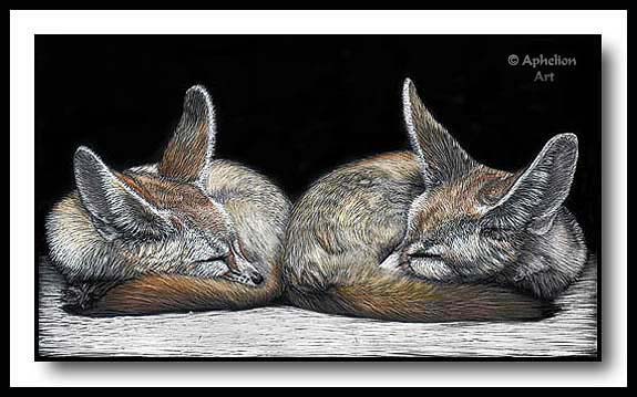 Book Ends - Fennec Fox Scratchboard