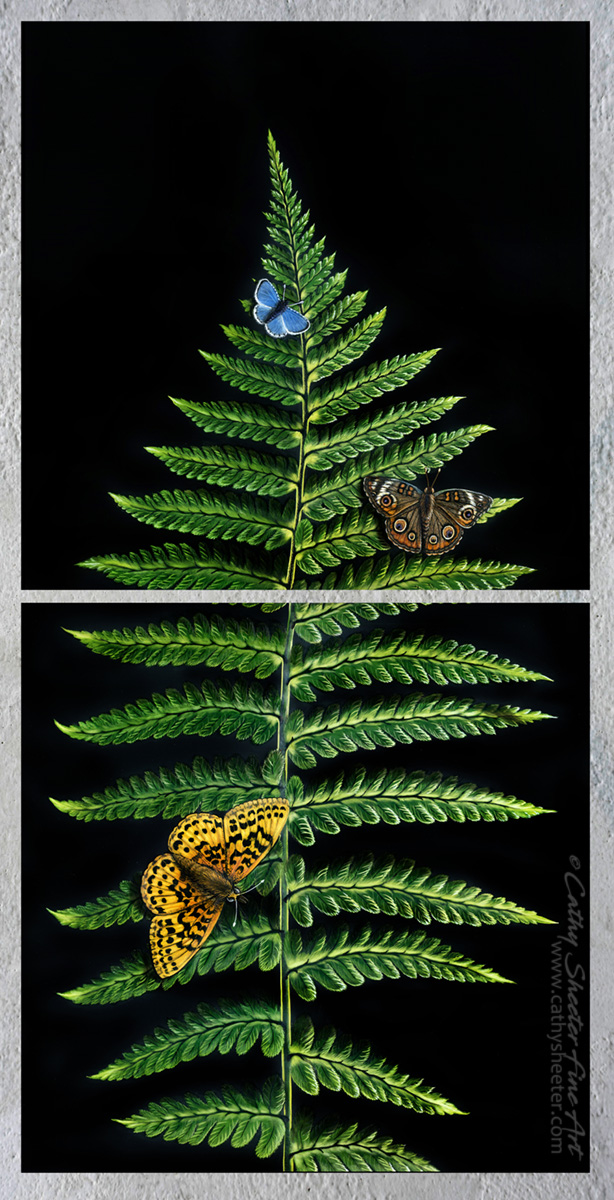 Echo of the Cascades - Scratchboard butterfly