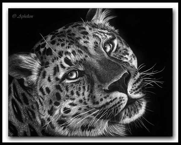 Gone In a Blink - Amur Leopard Scratchboard Art