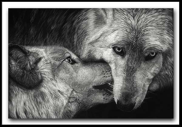 The Greeting - Arctic Wolves Scratchboard